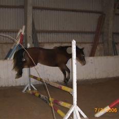 Anden særlig race Riisgaardens Kira 