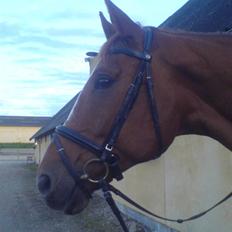 Dansk Varmblod Chablis