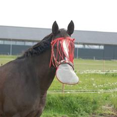 Anden særlig race Mandalay R.i.p miss you