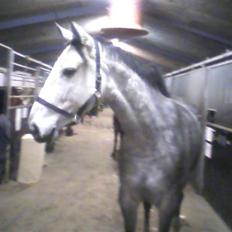 Tysk Varmblod Bonita Baldus X Amateur