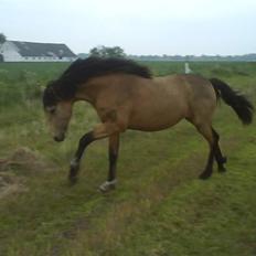 Anden særlig race Silver King  >>solgt<<