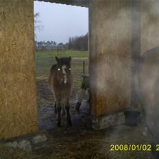 Anden særlig race Horus *SOLGT*