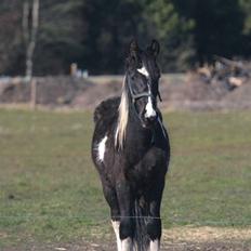 Irish Cob Crossbreed Fonzie SOLGT