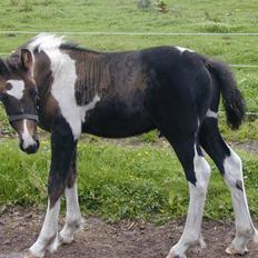 Irish Cob Crossbreed Fonzie SOLGT