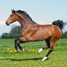 Dansk Varmblod Moresco Essenbæk *Solgt* 