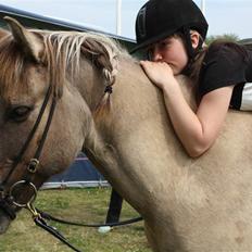 Islænder Trausti fra Gravhøjgård [Himmelhest] 