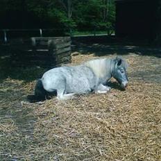 Shetlænder Rosalil  solgt ):