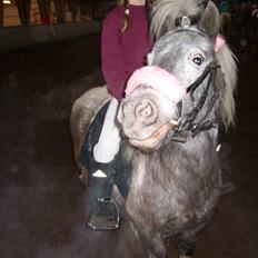 Shetlænder Rosalil  solgt ):