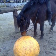 Welsh Cob (sec D) Berta 
