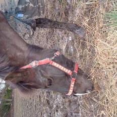 Anden særlig race Push Off