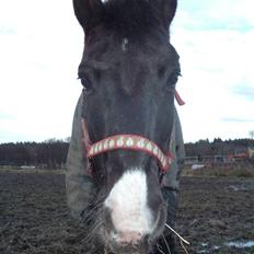 Anden særlig race Push Off