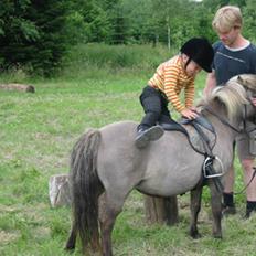 Shetlænder Kaipa