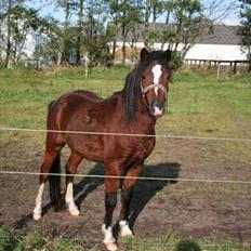 Welsh Partbred (Sec F) Rosengårdens Pascal