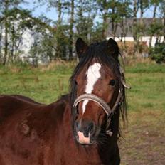 Welsh Partbred (Sec F) Rosengårdens Pascal