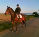 Dansk Varmblod Bella Star R.I.P