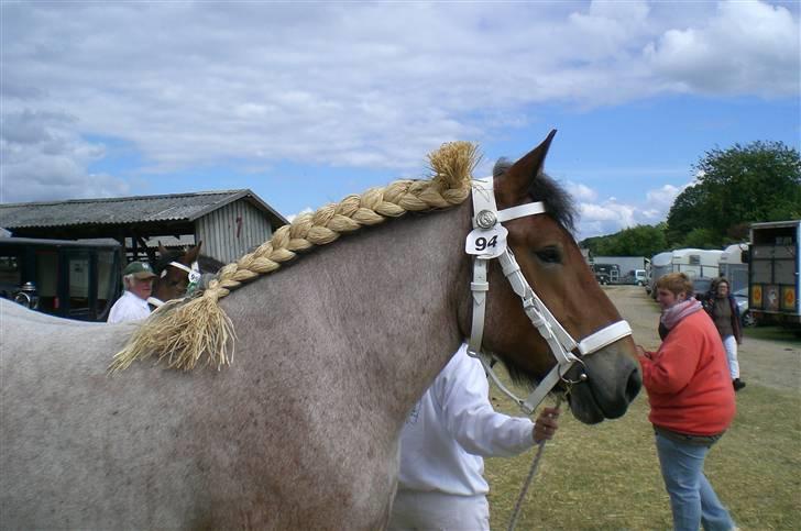 Belgier Dalmoses Bertha (solgt) - Dyrskue 2008 billede 1