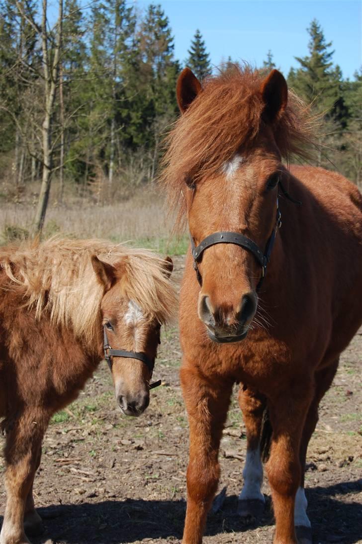 Anden særlig race Aslan billede 18
