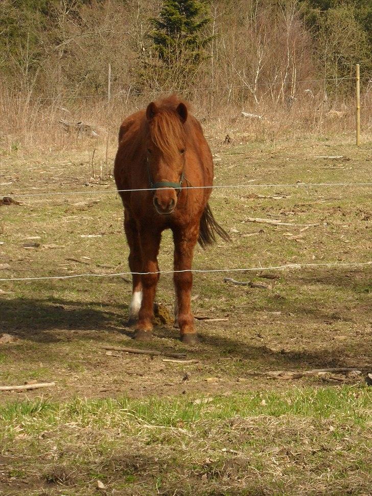 Anden særlig race Aslan billede 10