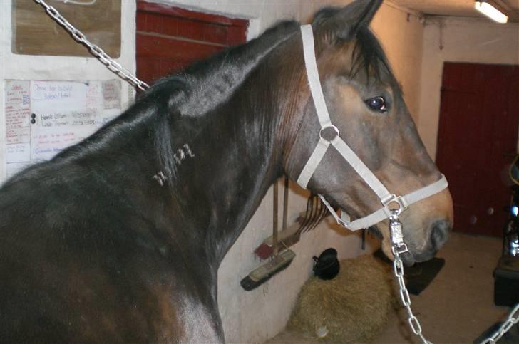 Traver Ginkgo Star billede 1