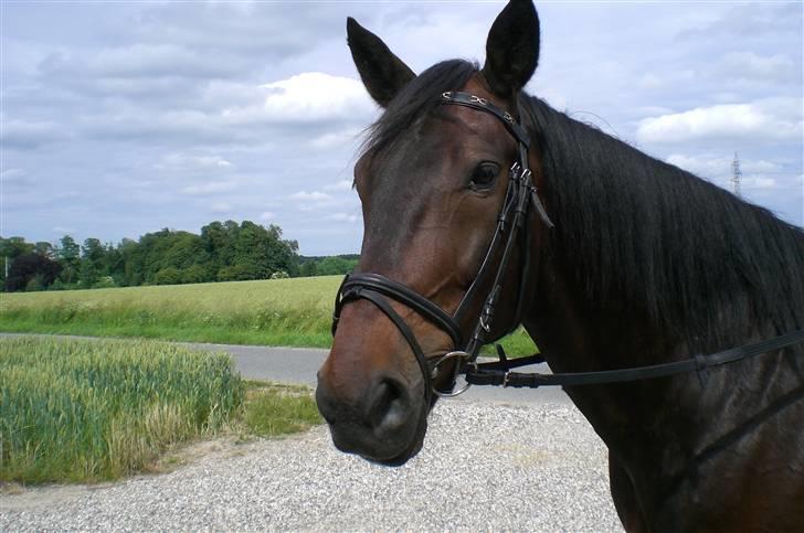 Traver Ginkgo Star billede 3