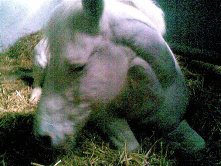 Anden særlig race Bonnie Best<3 | SOLGT - første gang jeg så hende ligge ned :´) <3 {fotograf: mig} billede 15