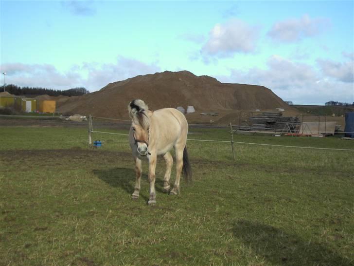 Fjordhest Freja - Ih, hun ser da sød ud. :D (foto: mig/kamera) billede 5