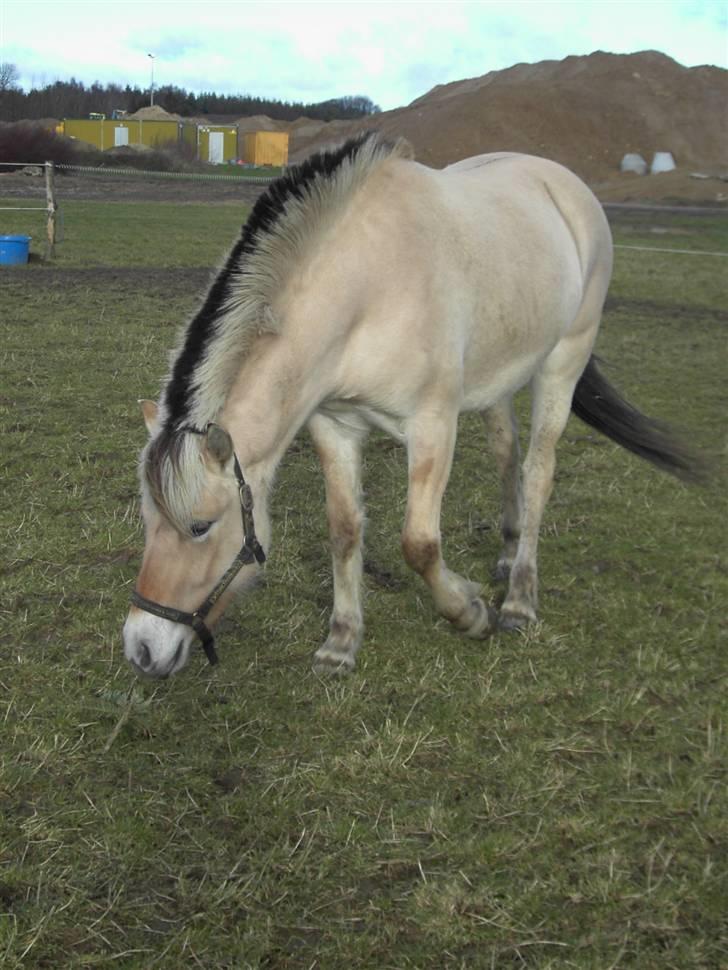 Fjordhest Freja - Dejligt med græs. :P (foto: mig/kamera) billede 6