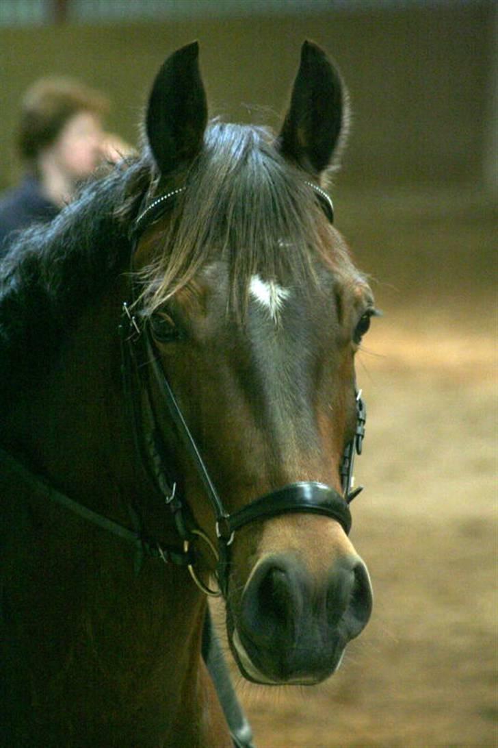 Welsh Partbred (Sec F) Siem´s Chirocco - solgt - Foto: Ann Louise Jørgensen billede 12