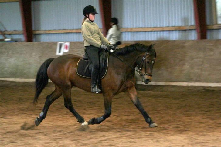 Welsh Partbred (Sec F) Siem´s Chirocco - solgt - Foto: Ann Louise Jørgensen billede 13