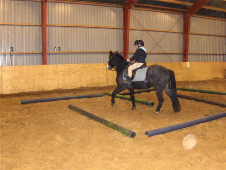 Anden særlig race Sprite † - Jonas og Sprite øver labyrint hjemme i hallen billede 5