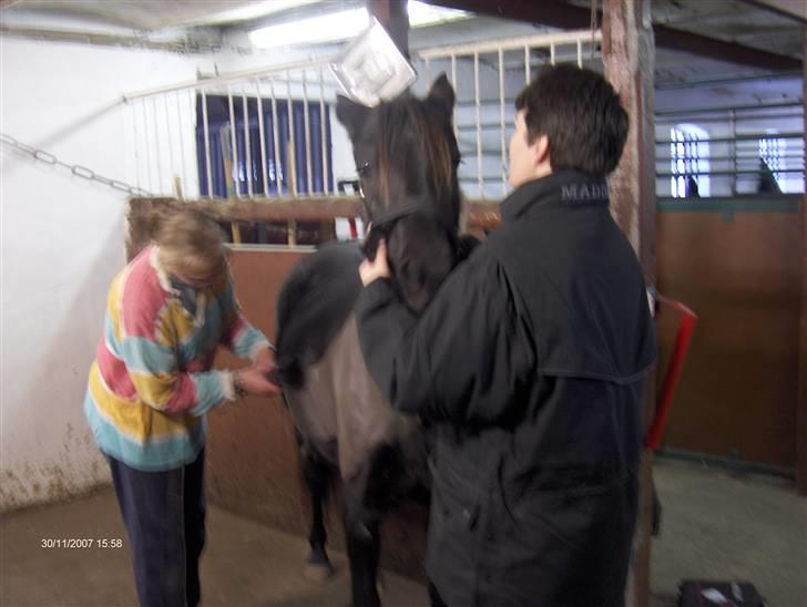 Anden særlig race Stacia - SOLGT - her trimmes hun af ann-pia og anette fra stalden :) billede 6