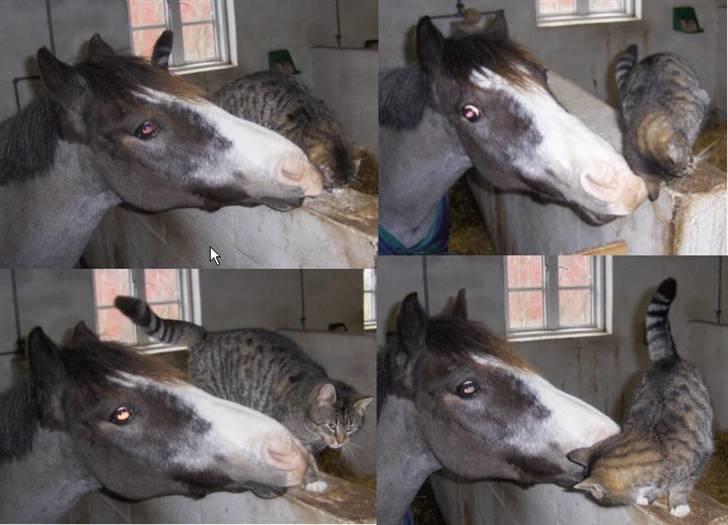 Anden særlig race Sprite † - Sprite og Perle billede 7