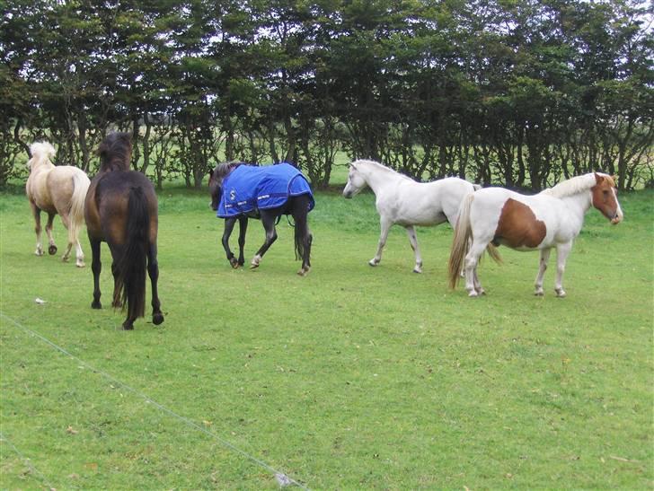 Anden særlig race Sprite † - Sprite har fået regndækken på. Det synes at undre de andre ret meget ;o) billede 8