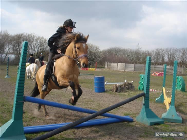 Anden særlig race Julie - hun er sku lækker når hun hopper ligt!  ;p billede 15