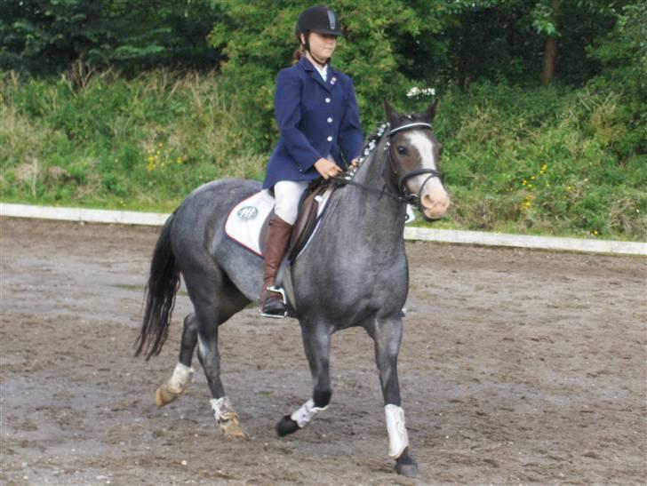 Anden særlig race Sprite † - Dressur billede 9