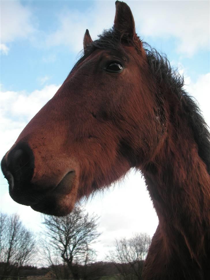Anden særlig race Zargo billede 8