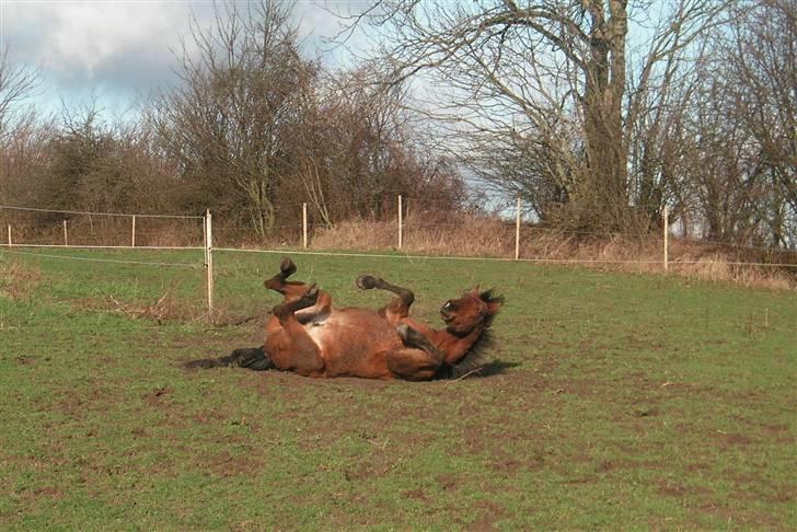 Anden særlig race Zargo - Iiiihh... det er bare så godt at rulle sig, januar 08 billede 9