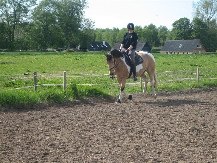 Pinto Aponion  - Nyt! Dressurtræning Juni 2010; Galop billede 19