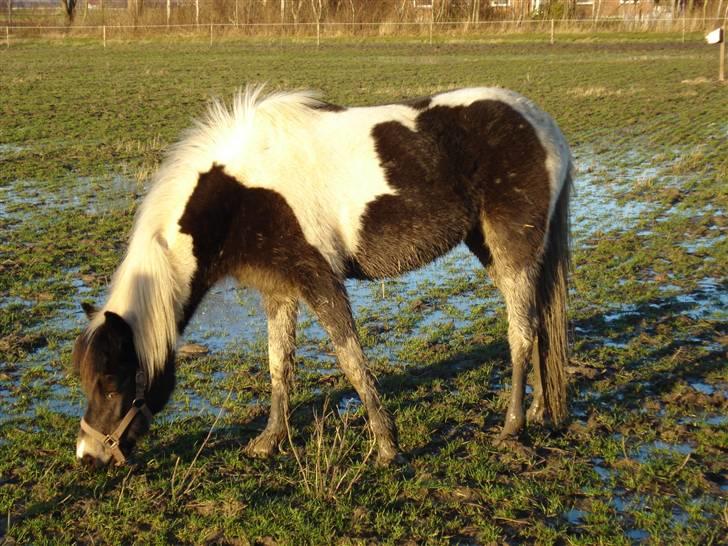 Anden særlig race Stella *SOLGT* billede 9