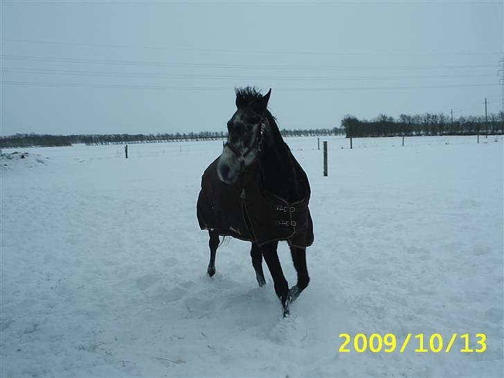 Shagya Araber (SH) Anubis Wraa billede 18