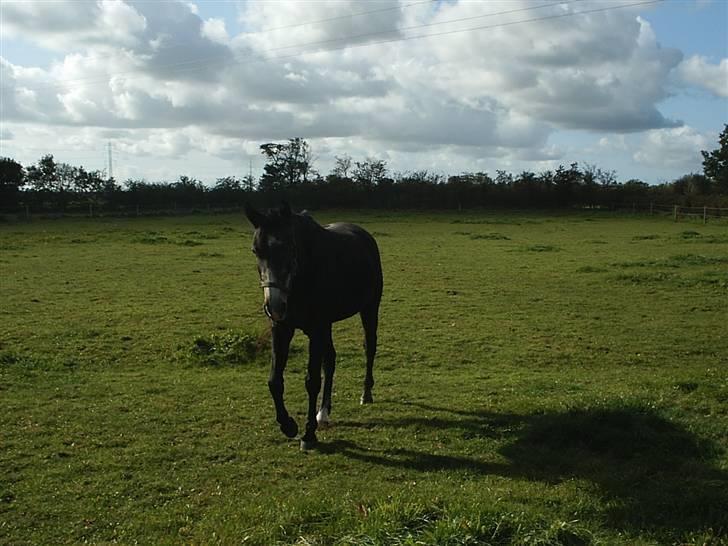 Shagya Araber (SH) Anubis Wraa billede 19