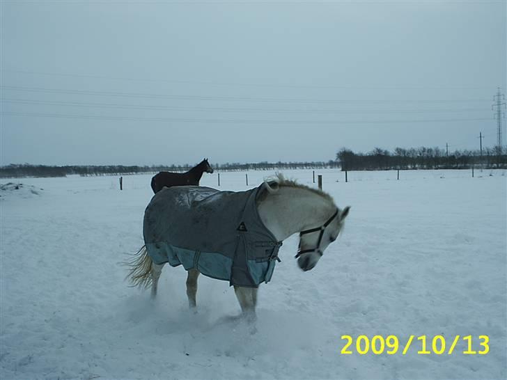 Shagya Araber (SH) Anky - dec 2009 billede 5