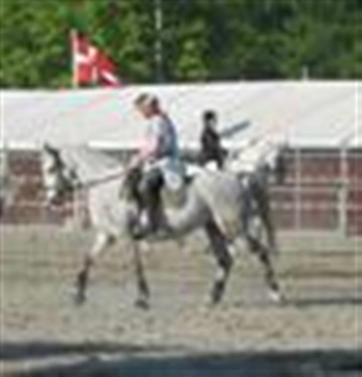 Shagya Araber (SH) Anky - Roskilde dyrskue arabershow billede 6