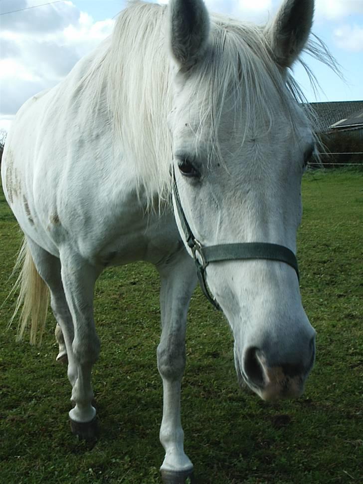 Shagya Araber (SH) Anky billede 7