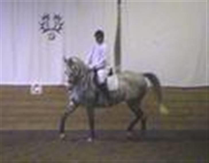 Shagya Araber (SH) Anky - Shagya-aften på "Karenagården". billede 8