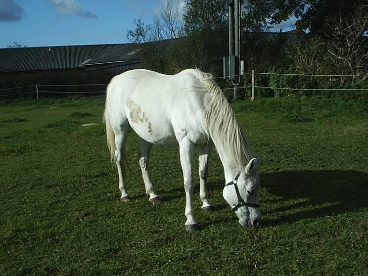 Shagya Araber (SH) Anky - Okt 2008 billede 10