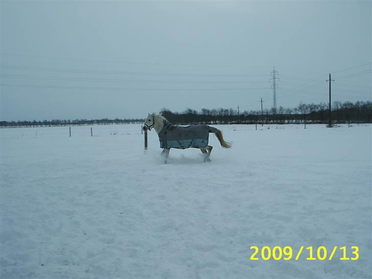 Shagya Araber (SH) Anky - dec 2009 billede 11