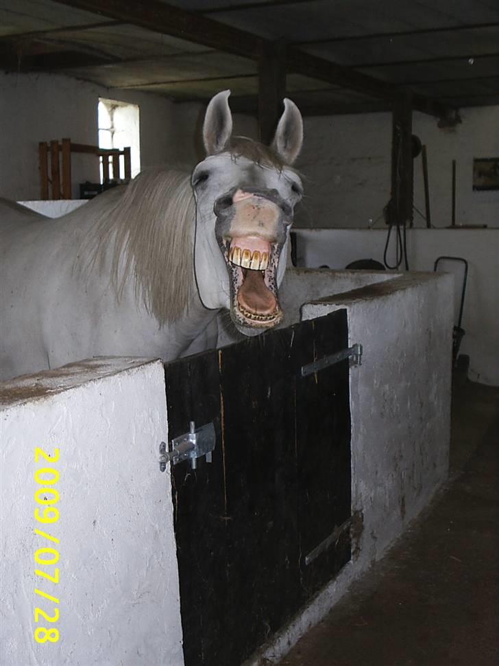 Shagya Araber (SH) Anky - Gaaab....  billede 12