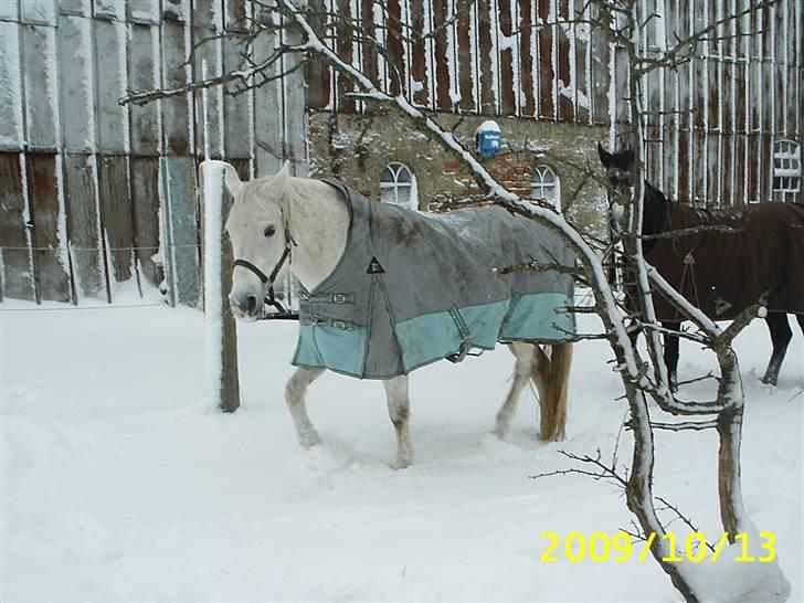 Shagya Araber (SH) Anky - dec 2009 billede 13