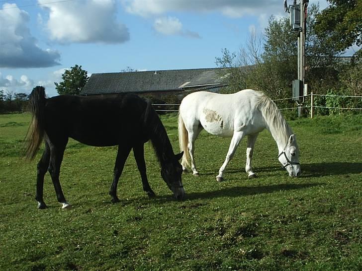 Shagya Araber (SH) Anky - mor og datter, okt 2008 billede 14